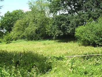 Wiese mit Mädesüß vor der Mahd