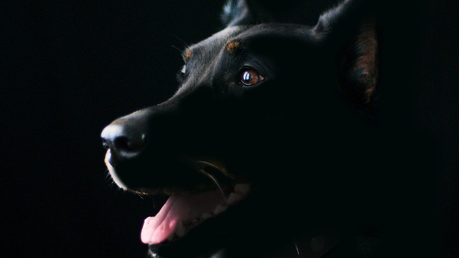 Bob Dylan, John Lennon en een zwarte hond
