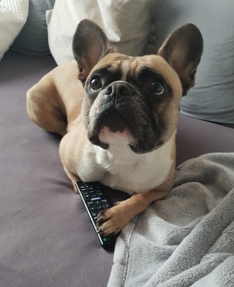 Programm Bella