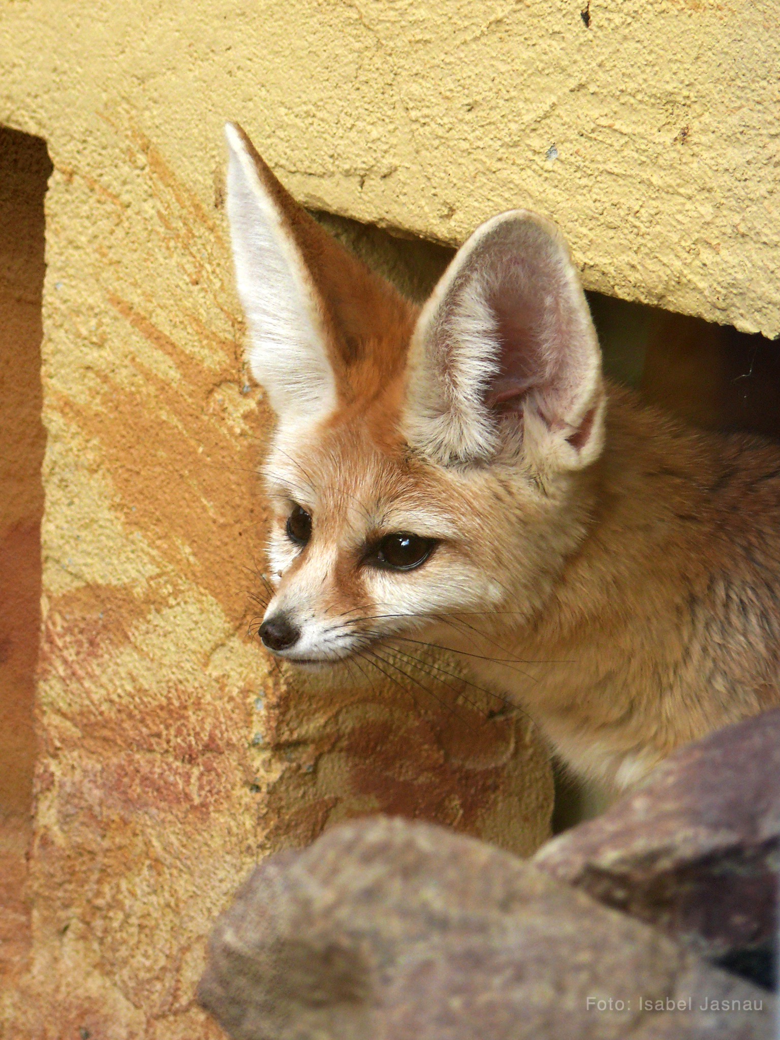 Fennek (Wüstenfuchs)