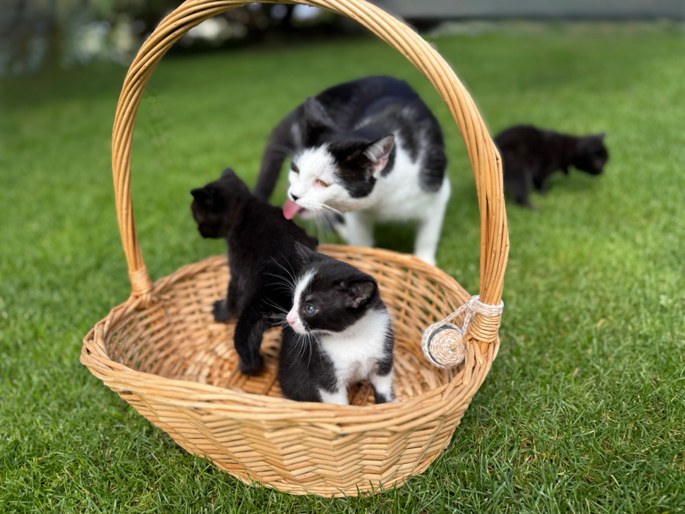  "Georgina und ihre Kitten"