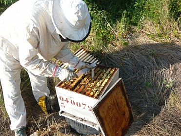 Apiculteur en tenue blanche de protection penché sur sa ruche qu’il vient d’ouvrir. Cette visite est organisée pour traiter l’essaim contre le varroa avec des lanières Apivar. Cette campagne de traitement s’effectue en l’absence de hausse après récolte.  