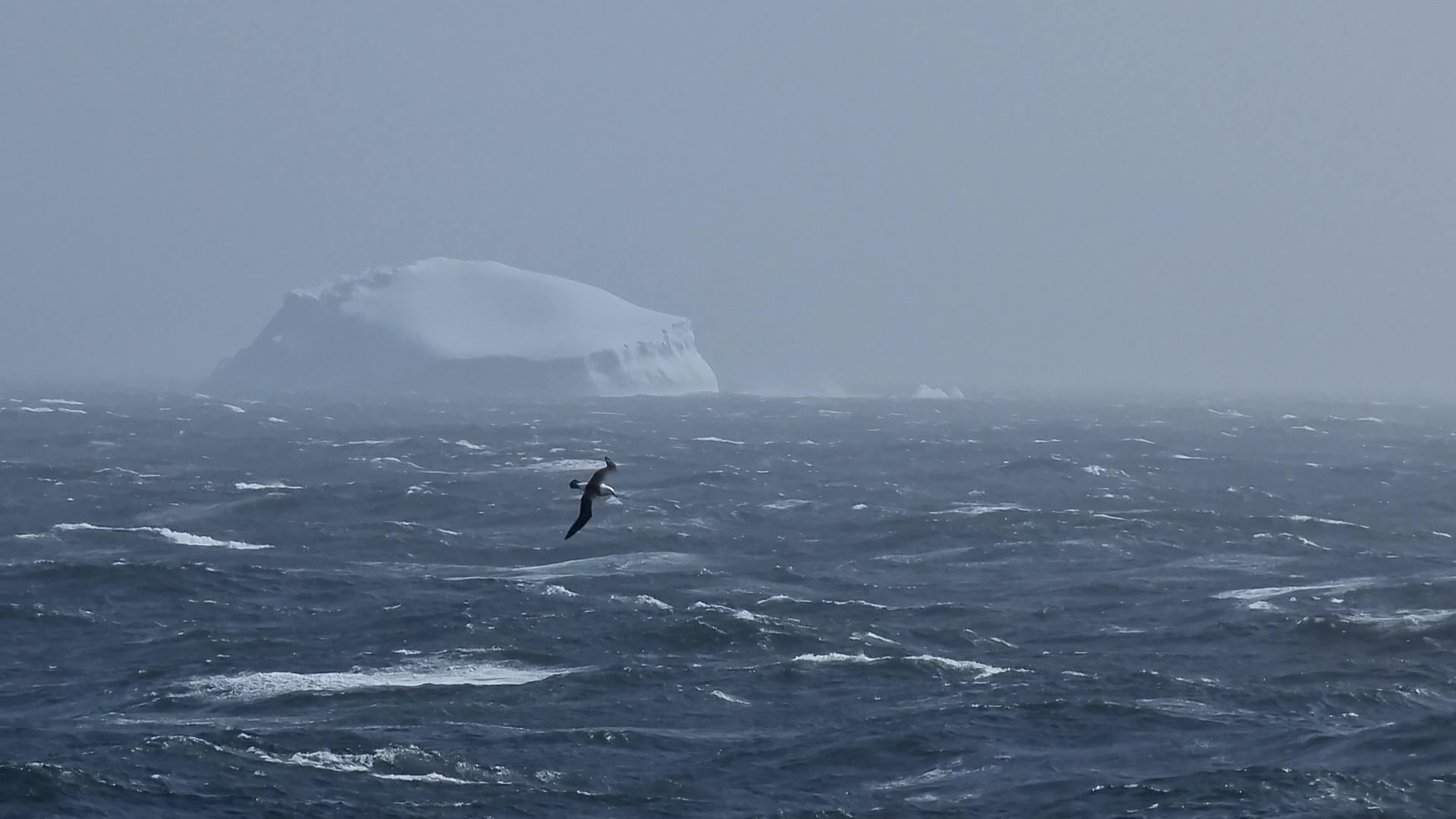 Antarctica 2021 - Varen op de wilde baren