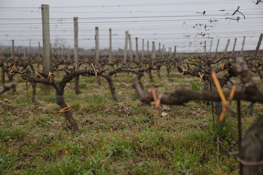 pendant ce temps dans les vignes