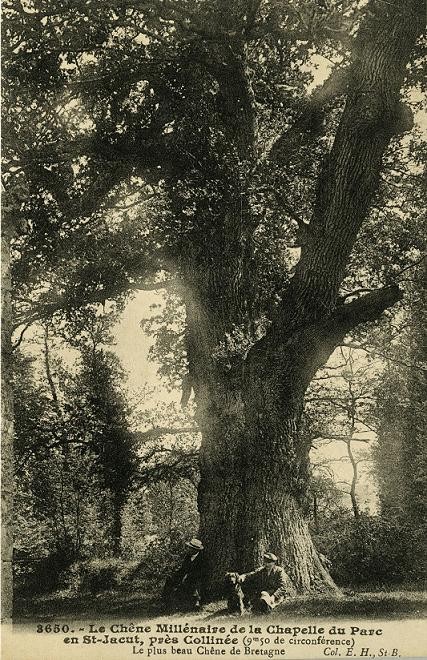 Le chêne de la chapellel du parc Locmaria en 1910