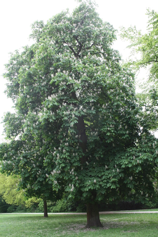 Neustadtswallanlagen Bäume 3