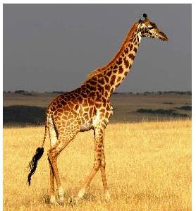 Giraffen-Sprache