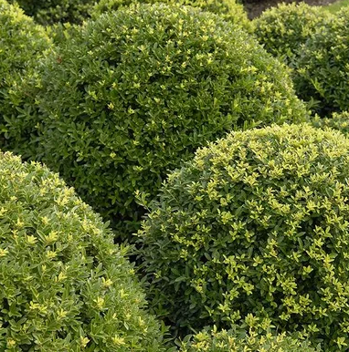 Ilex crenata