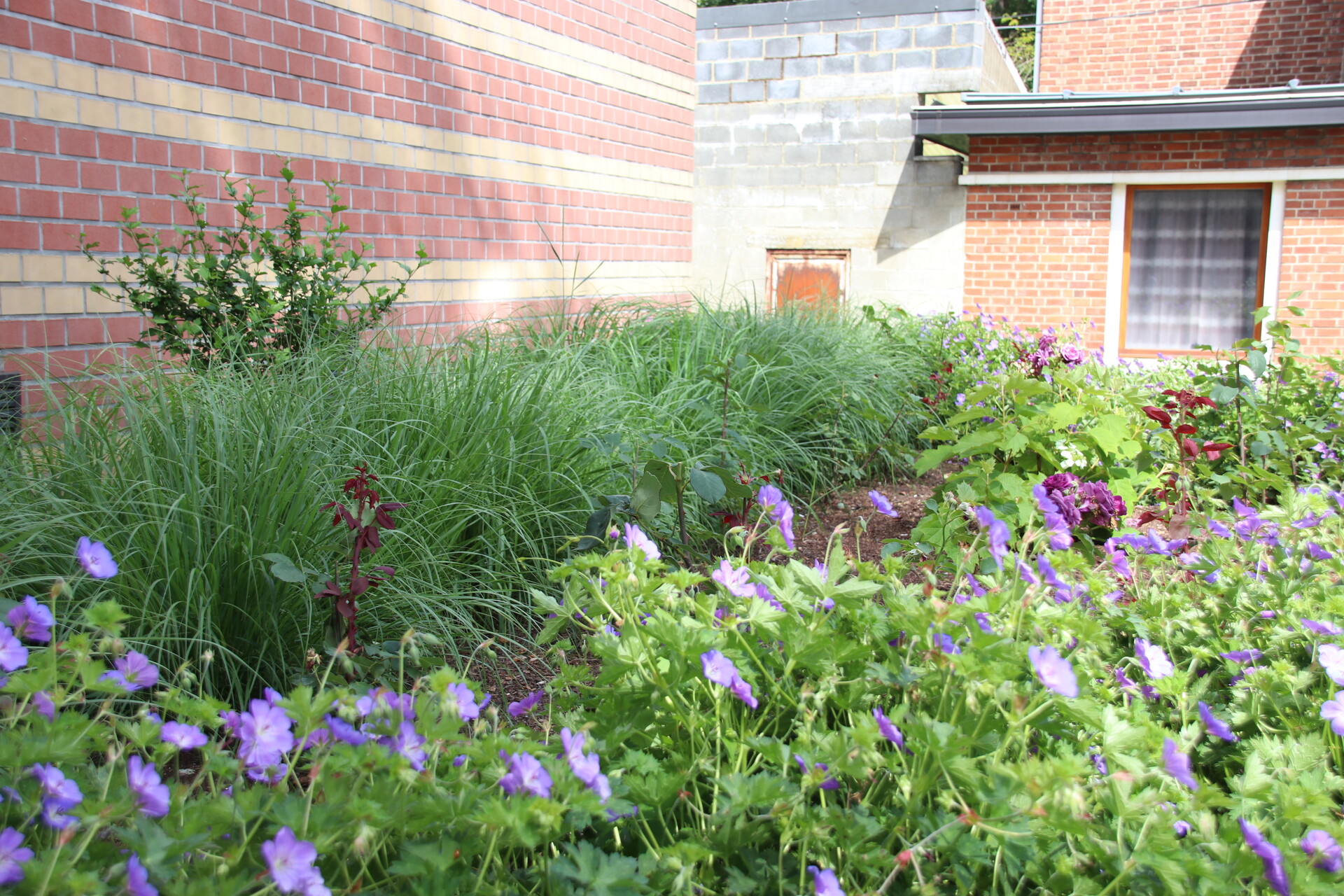 Courcelles ville fleurie Wallonie en Fleurs