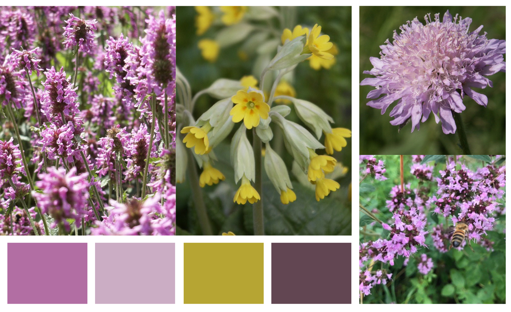 4 vivaces faciles à la longue floraison mellifère, proposées par " Ets Horticoles Flamand"