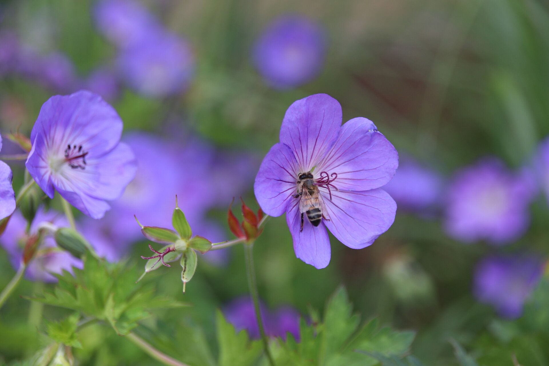 Courcelles ville fleurie Wallonie en Fleurs