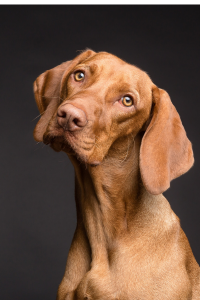 Der Hund im Flur (05)
