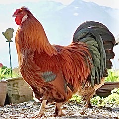 Jodok