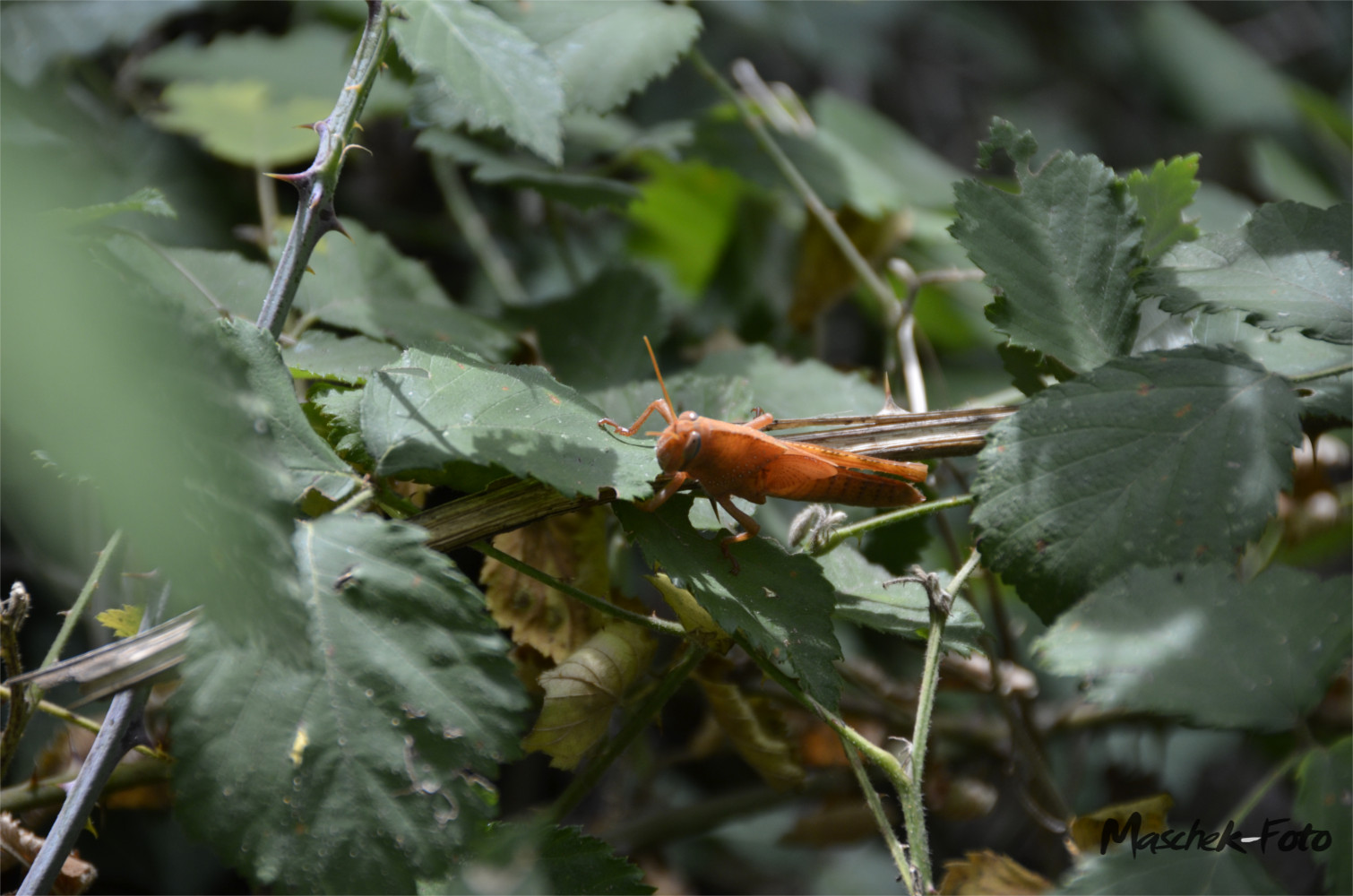 Grashüpfer in Kroatien