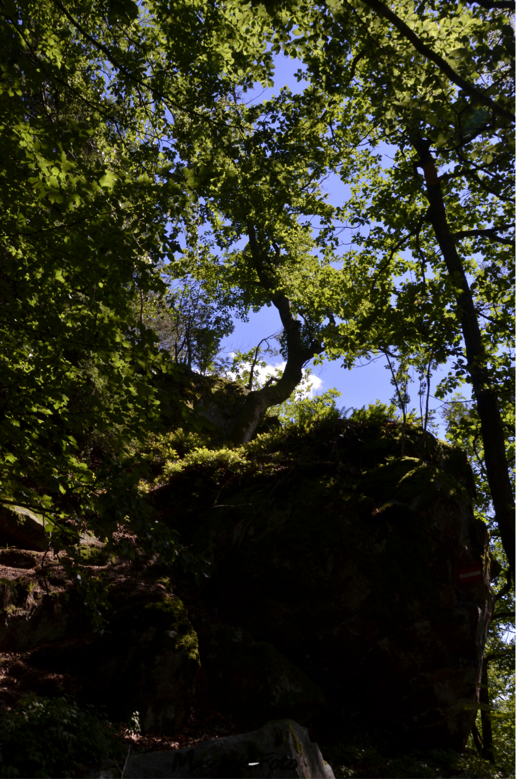 Baum zur richtigen Zeit am richtigen Ort