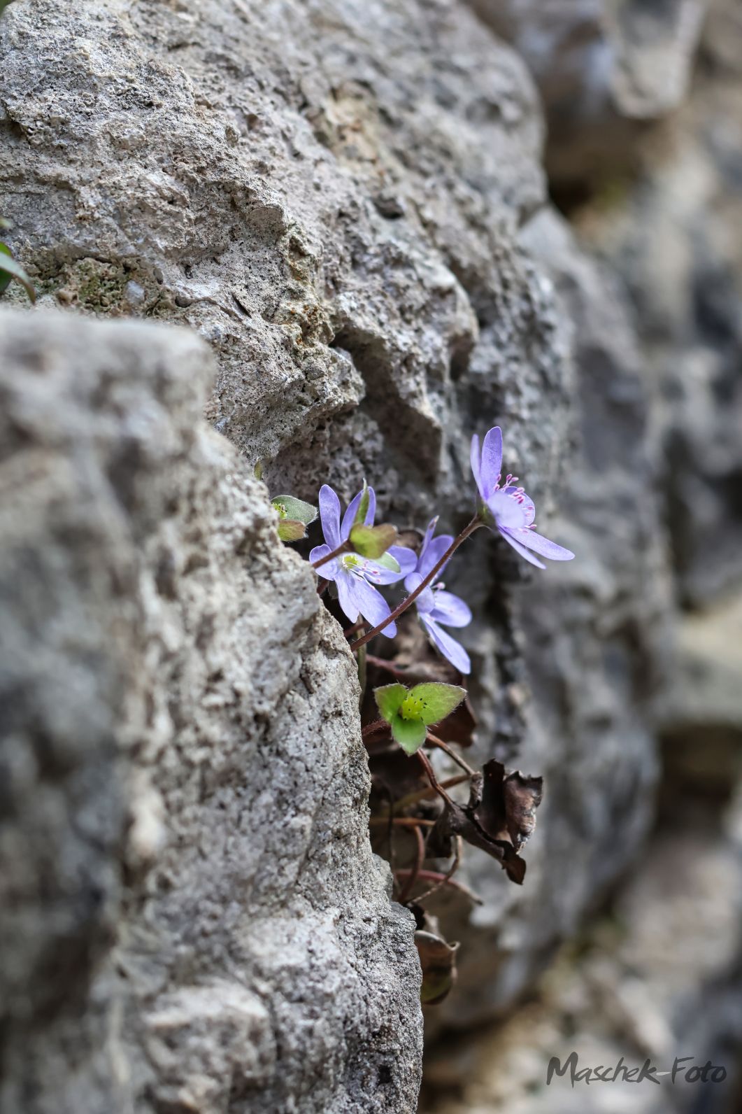 Blumen