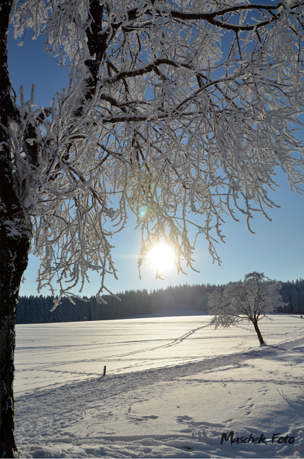 Baum am Feld