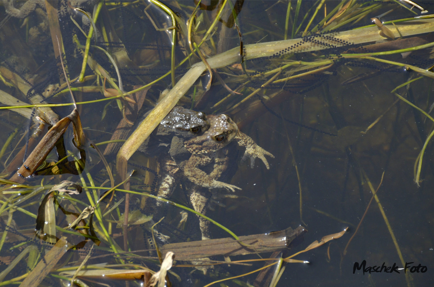 Almrunde ein Paar Kröten in einem Teich