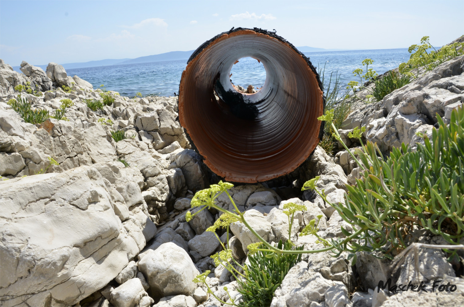 Strandgut an der Küste