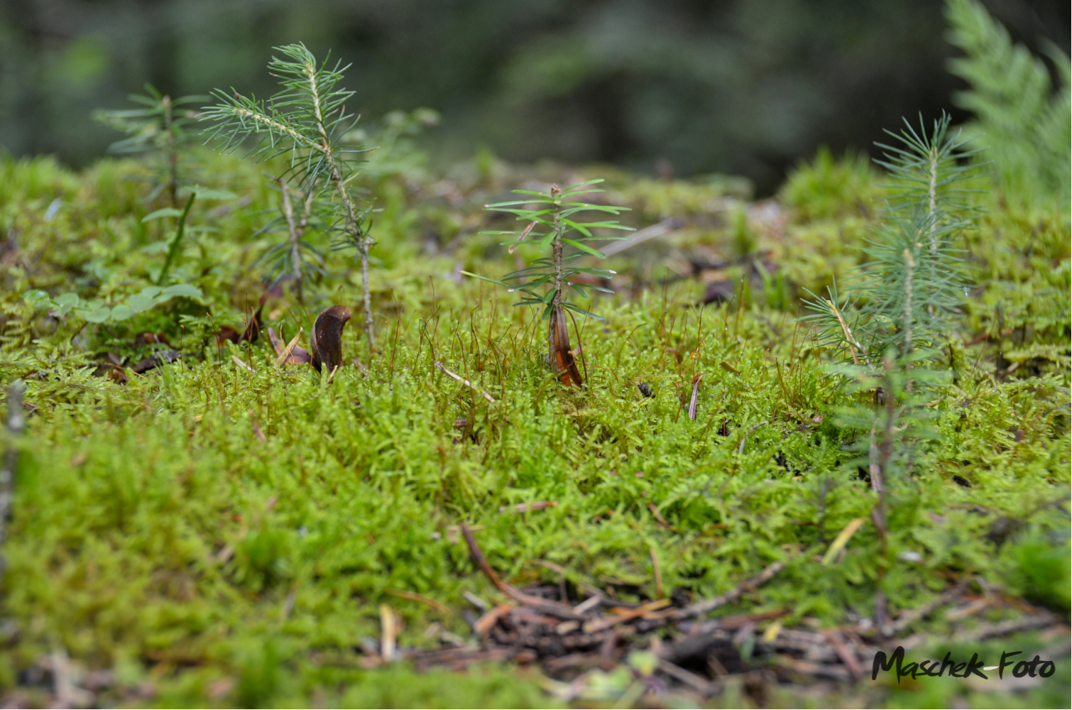 Miniatur Wald