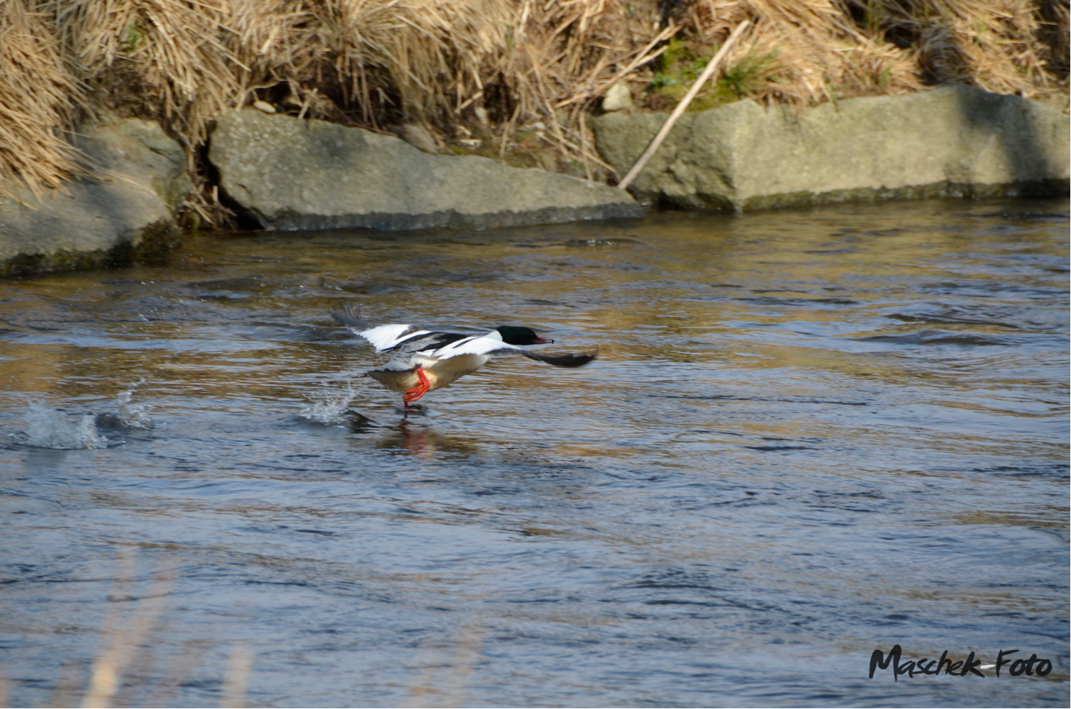 Ente beim starten