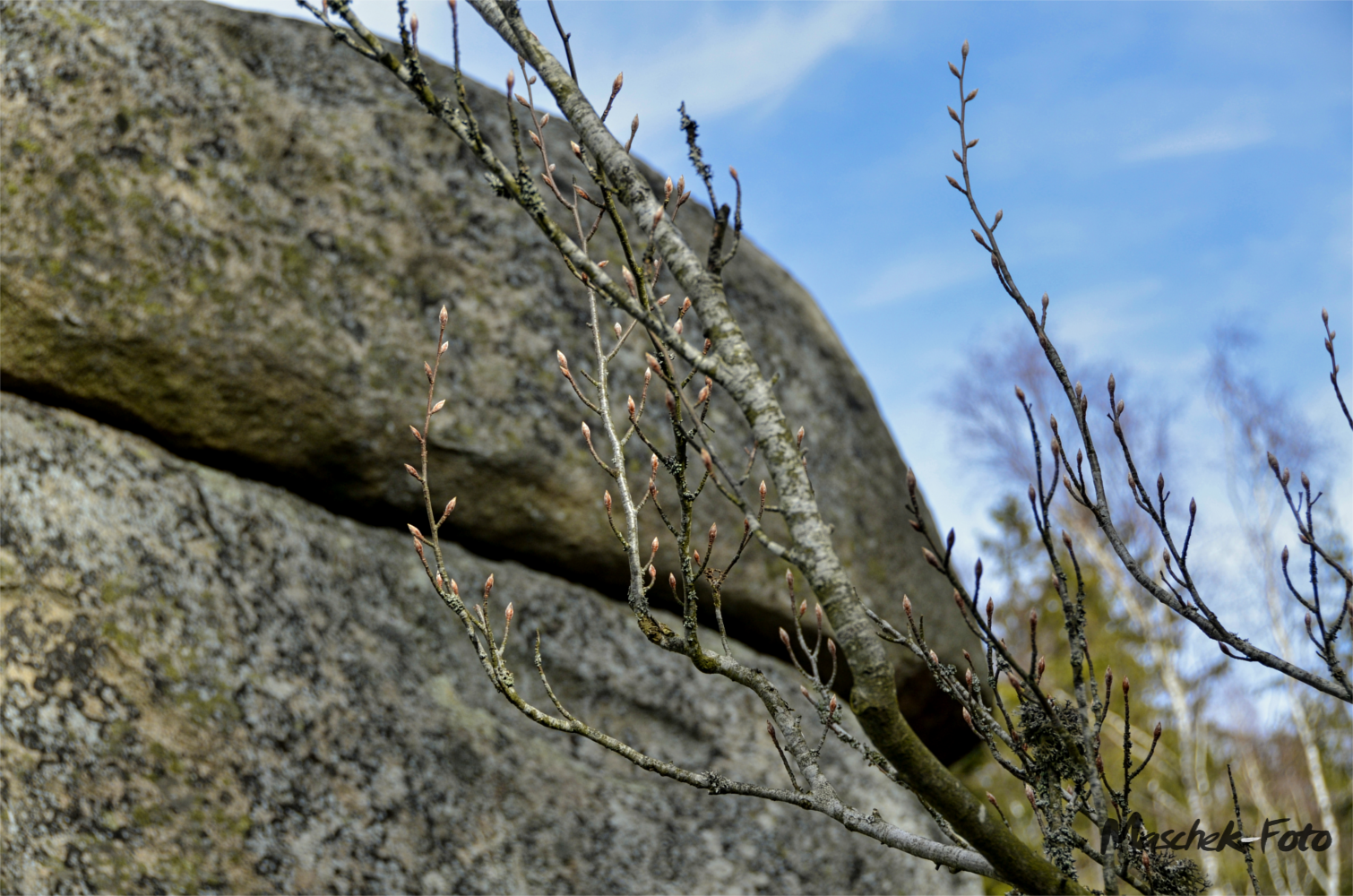 Ast mit Stein im Hintergrund