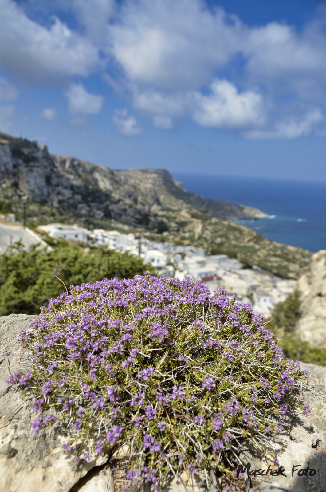 Thymian mit Aussicht