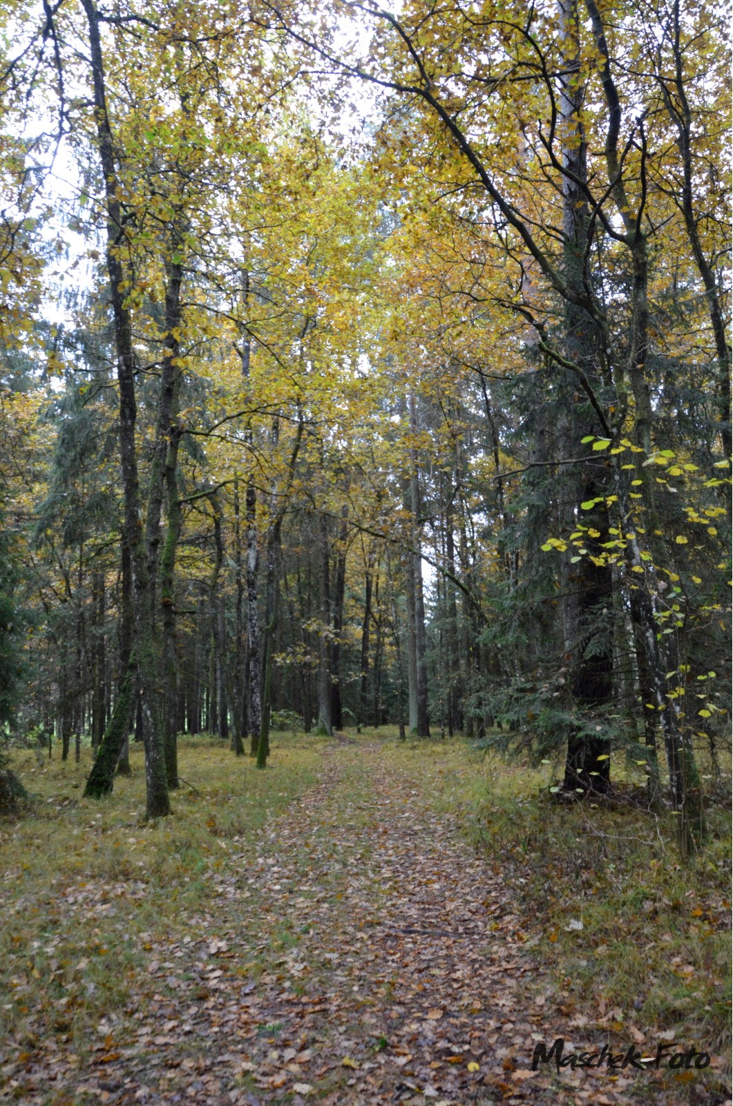 Schöner Waldweg