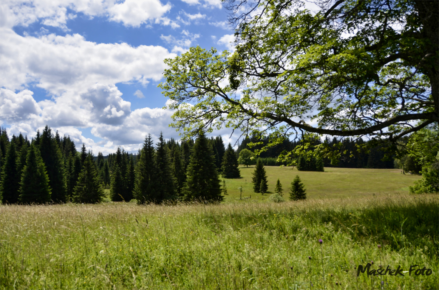 Schöner Baum mit Blick auf das Feld