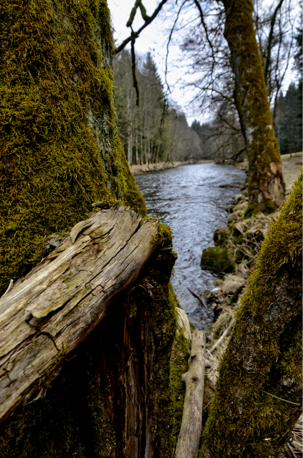 Spalt im Baum