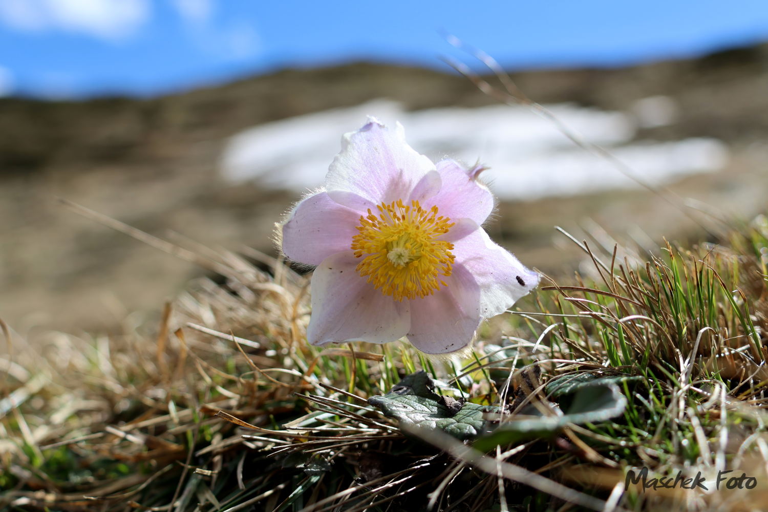 Schöne Bergblume