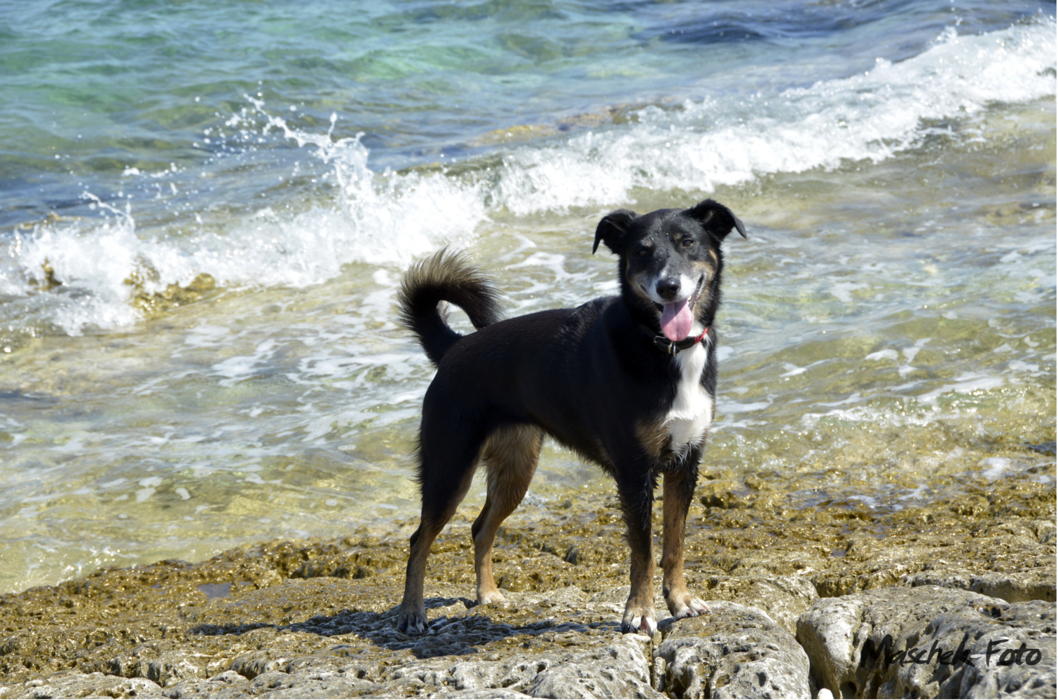 Elly beim Meer in Kroatien