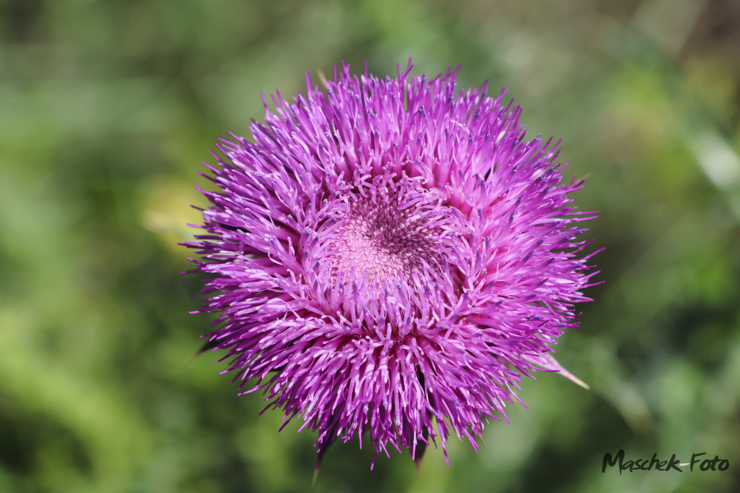 Schöne Blume