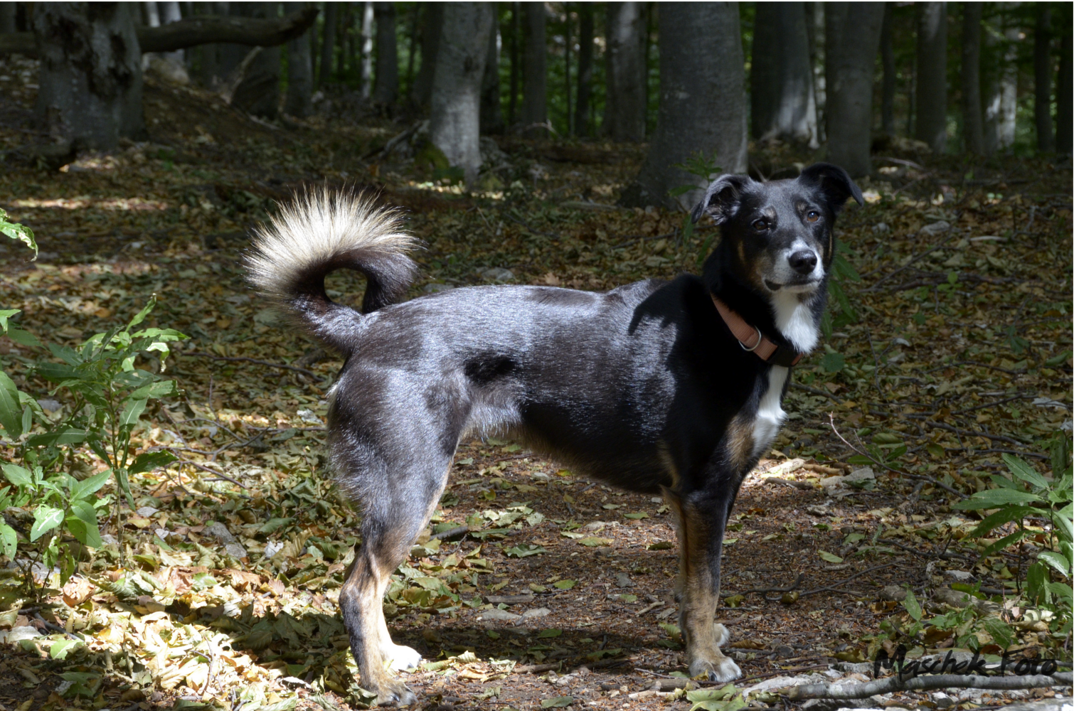 Elly beim Wandern am Vojak