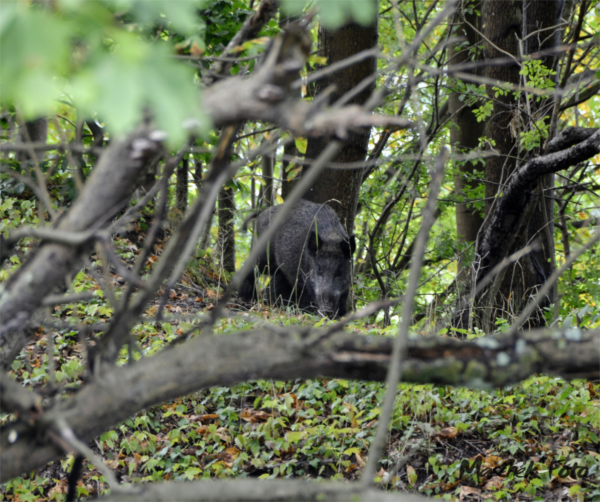 Wildschwein bei der Essenssuche