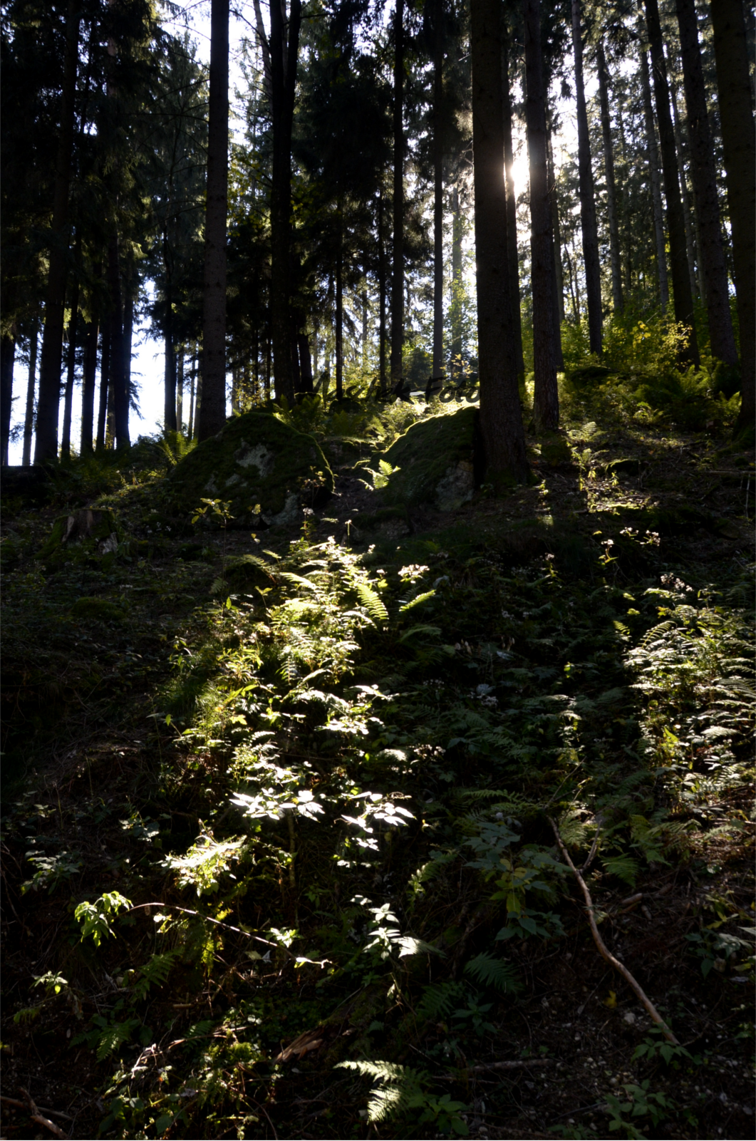 Licht/Schatten Foto im Wald