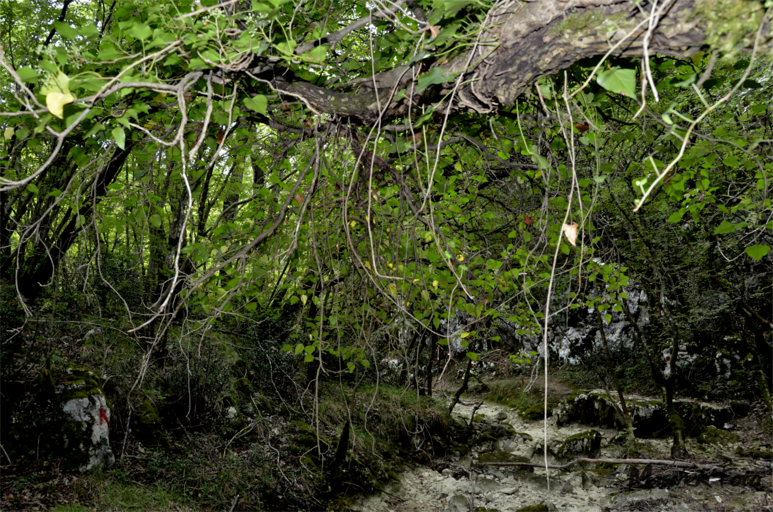 Naturpark Škarline im Bachbett unter einem Baum
