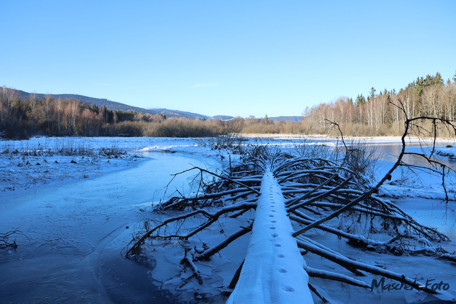 Baum im See-Einlauf