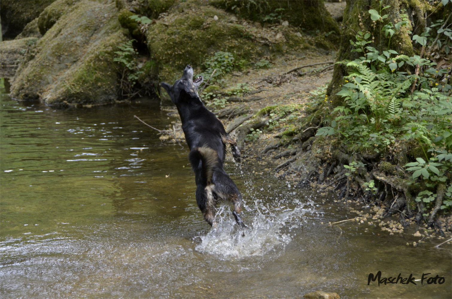 Im Pesenbachtal Elly beim Spielen