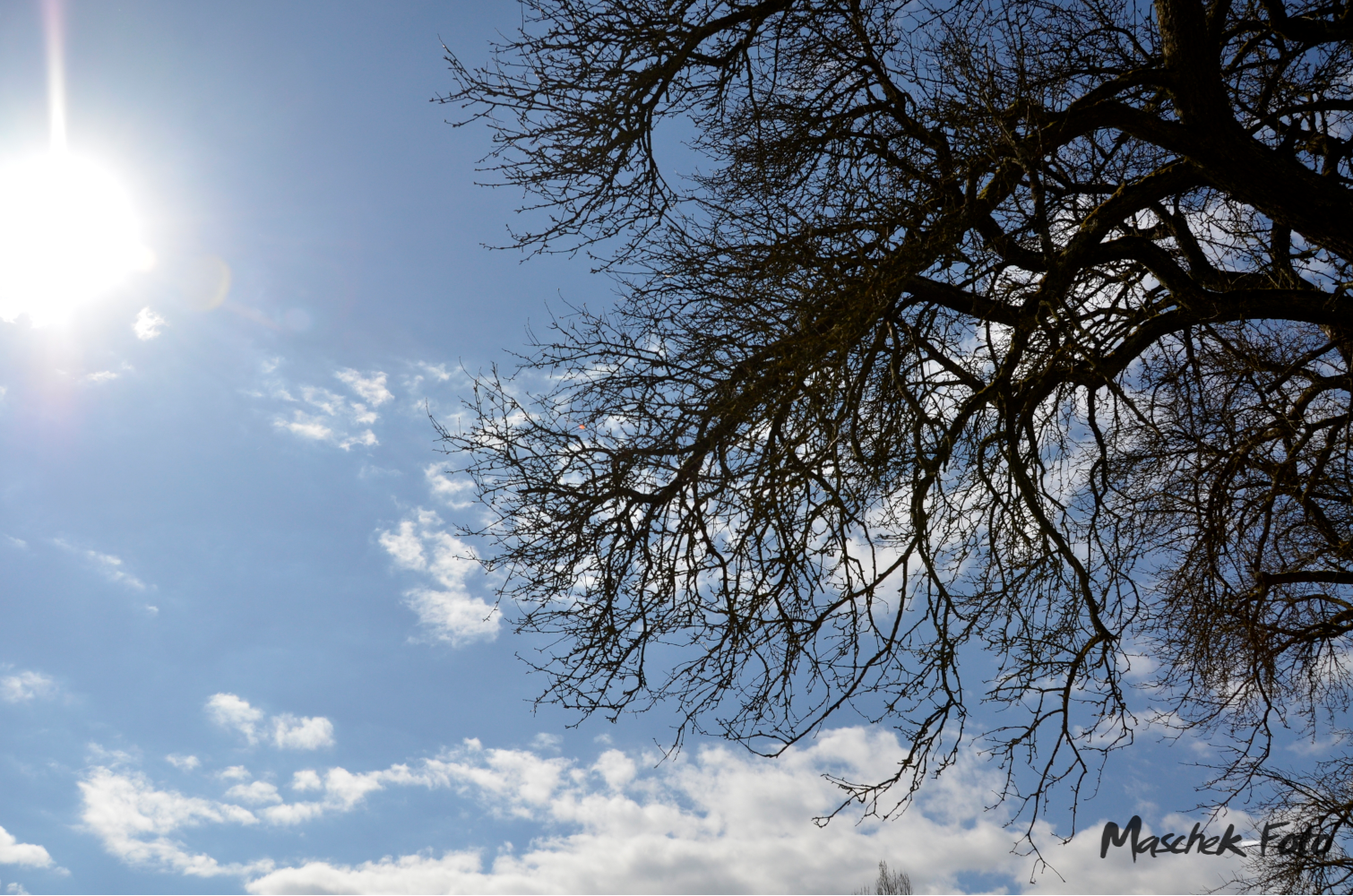 Super Sonnenstand mit Baum