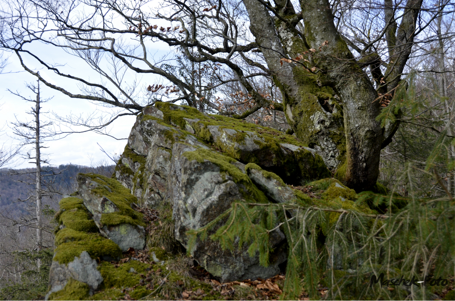 Steine mit Baum und Moos 3