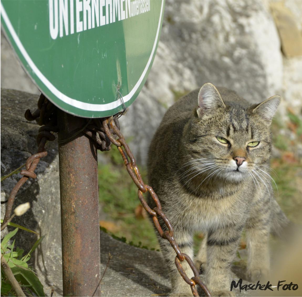 Katze beim Wandern bei Graz