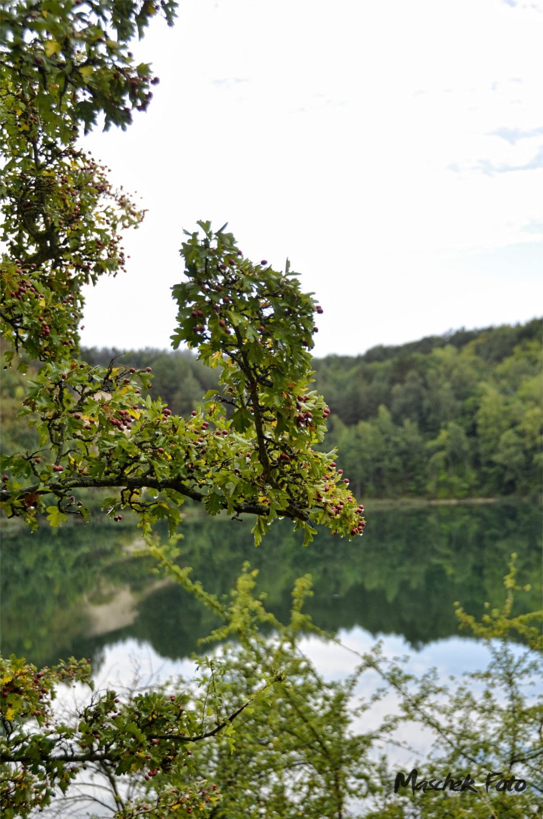 Interessanter Strauch neben dem Wanderweg