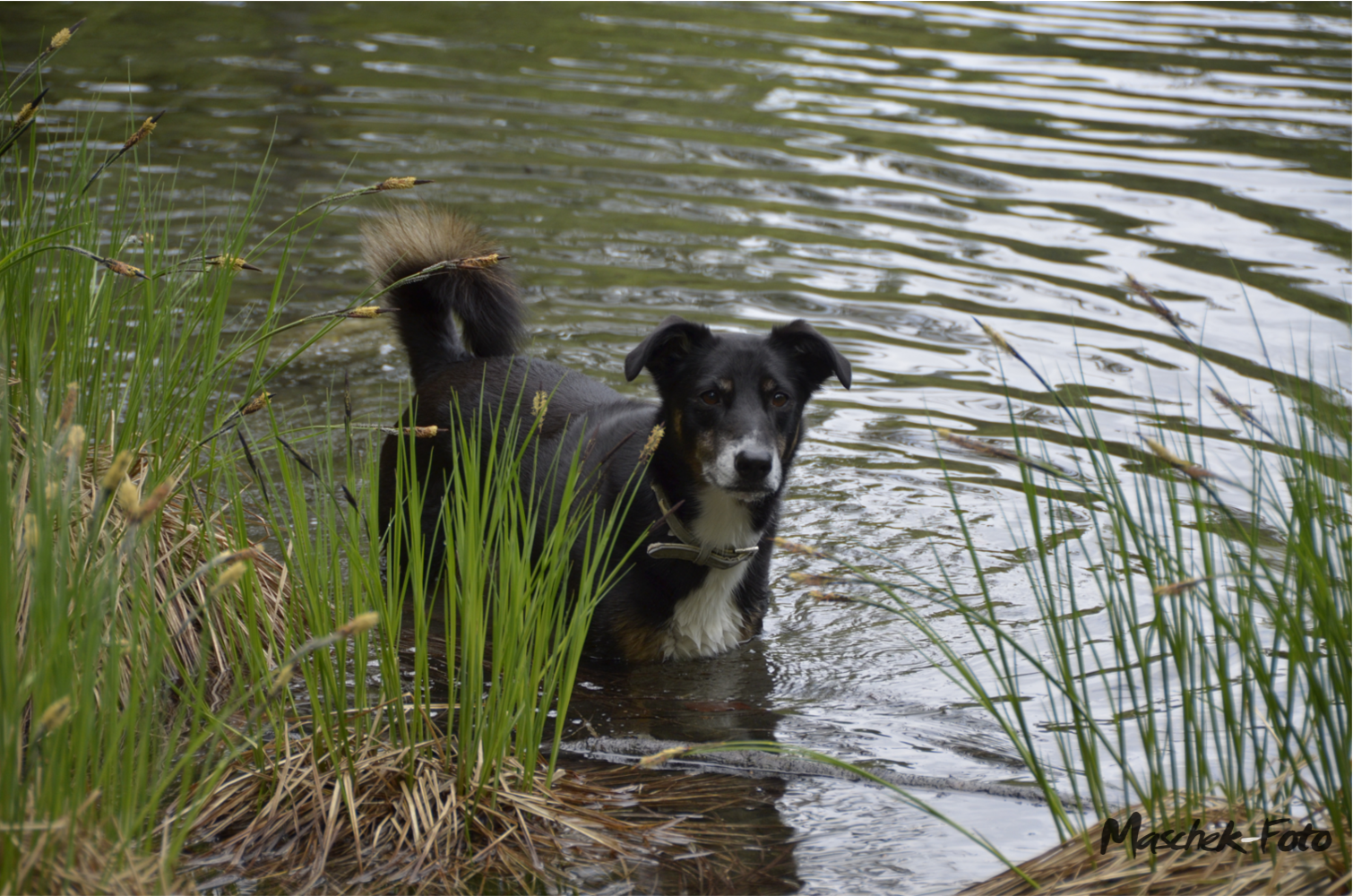 Elly im Ödsee