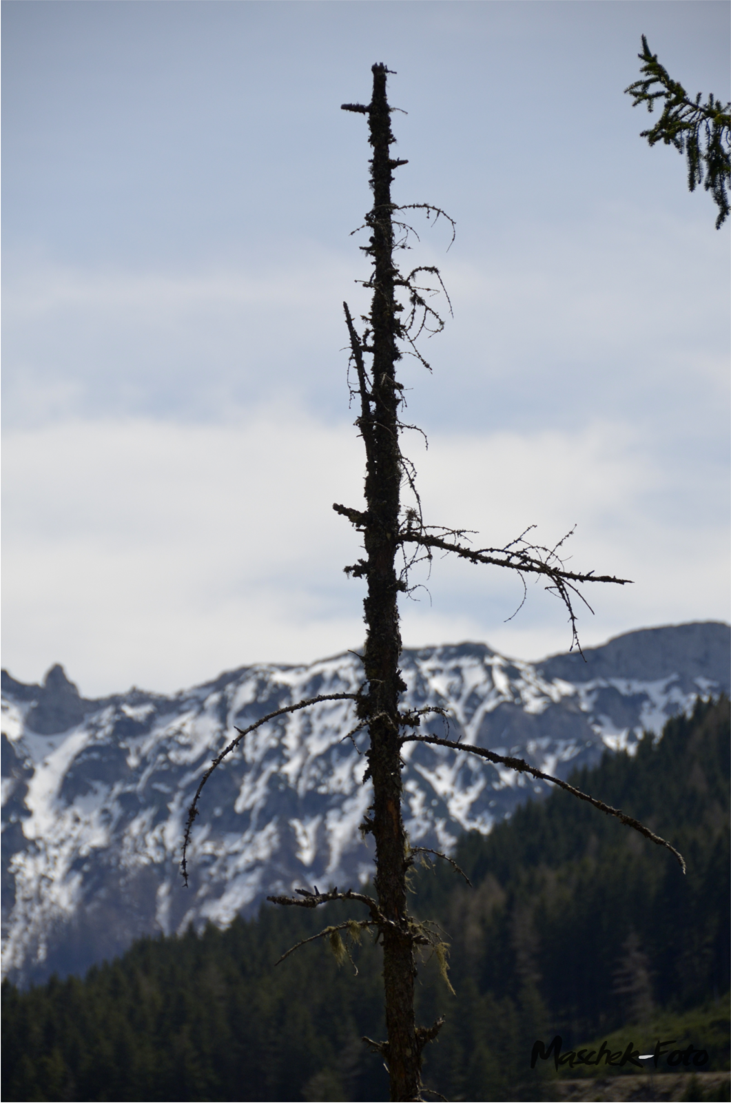 Baum mit Berg im Hintergrund