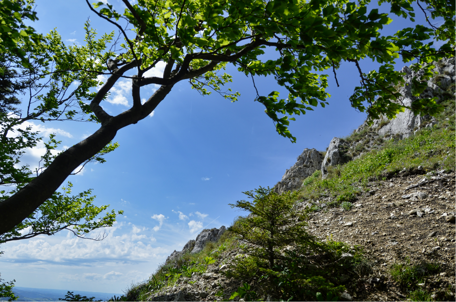 Baum nähe des Gipfels