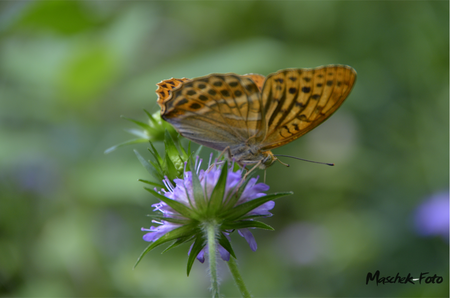 Schmetterling auf einer Blume