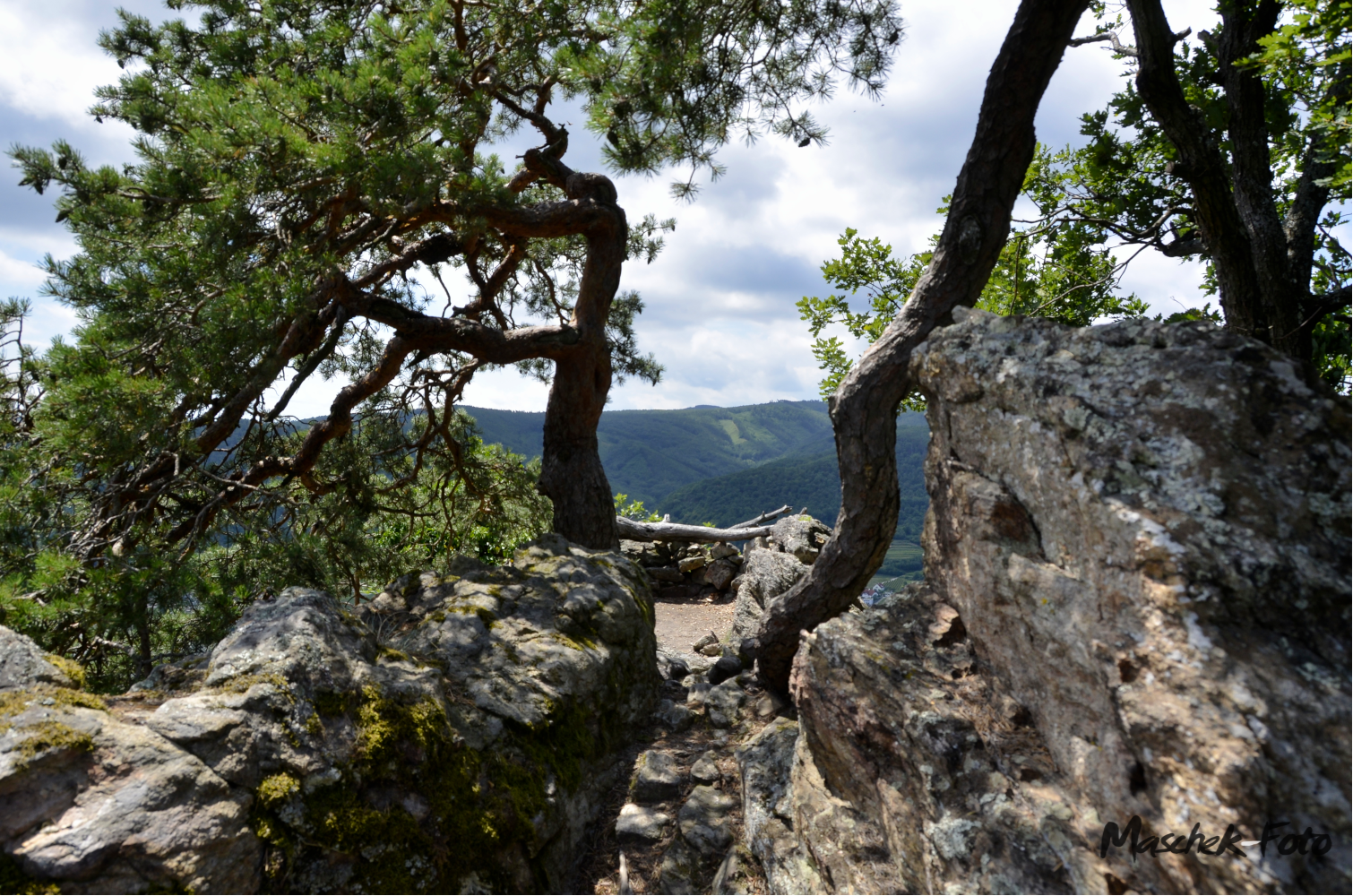Stein und Baum
