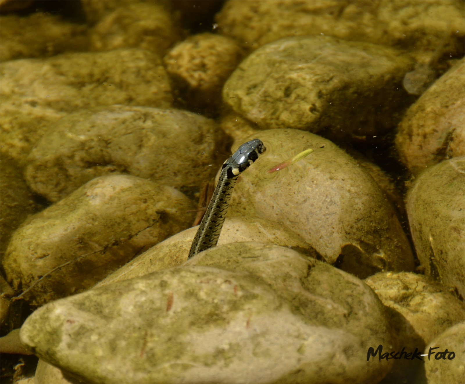 Kleine Wasserschlagen in Kroatien