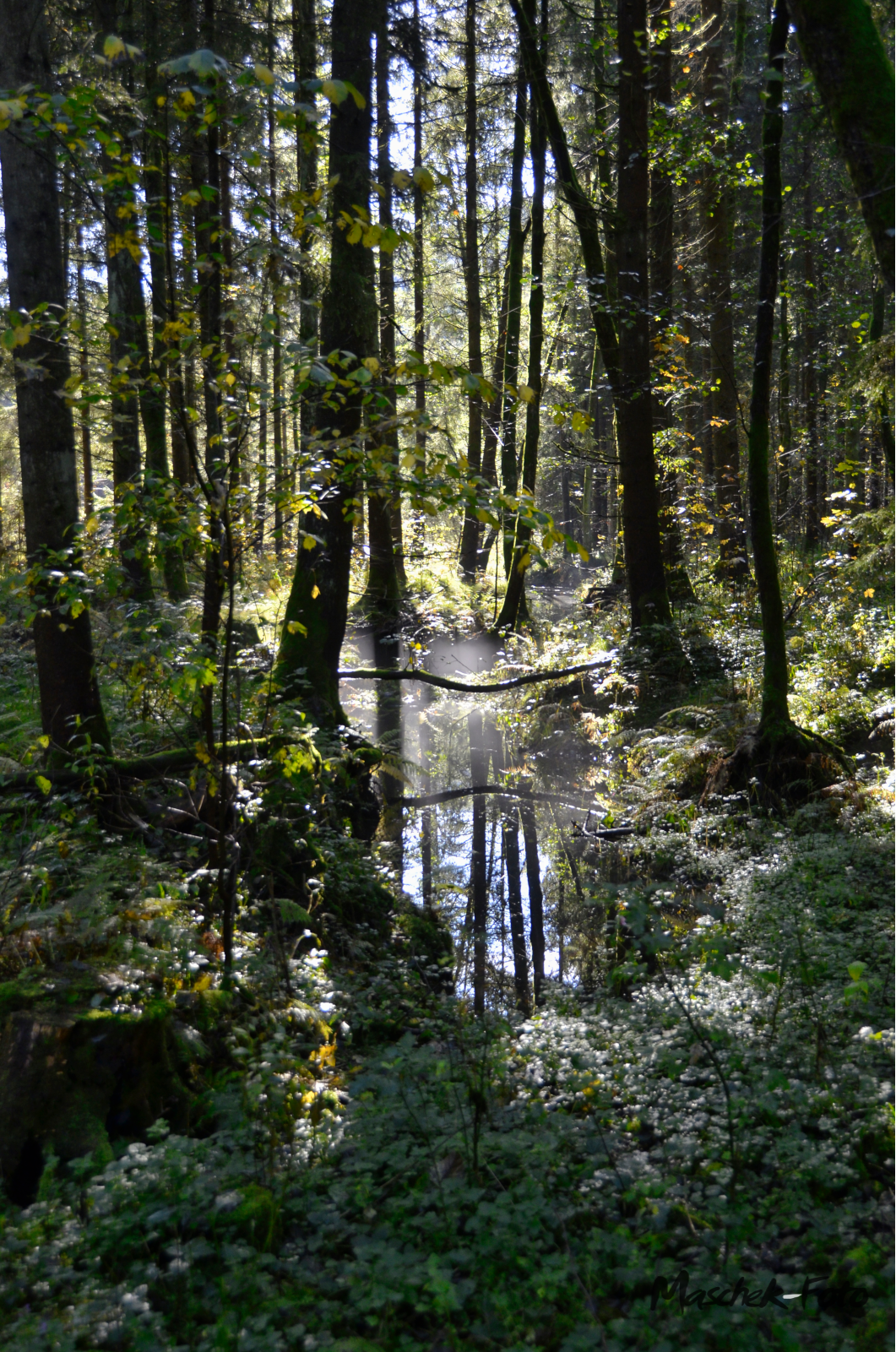 Wassertümpel mit Nebel